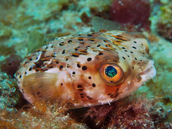 Long-spine porcupinefish