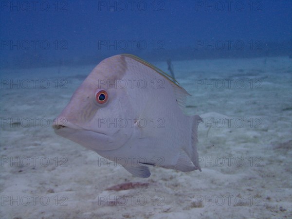 Hogfish