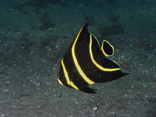 Juvenile French angelfish