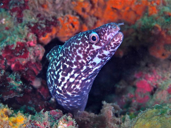 Spotted moray