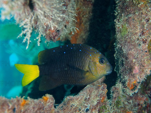 Yellowtail damselfish