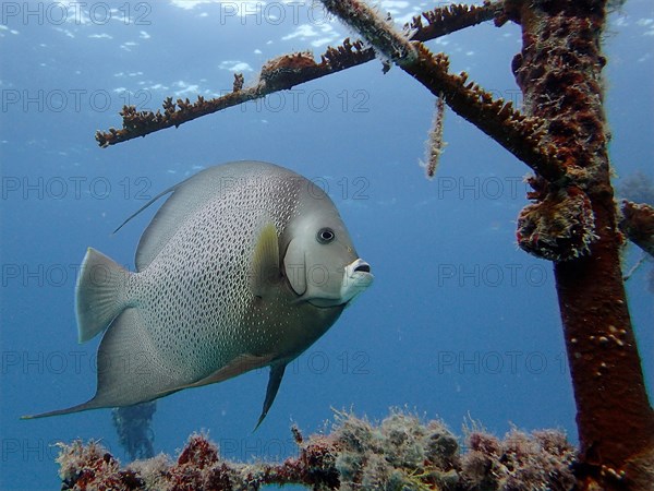 Gray angelfish