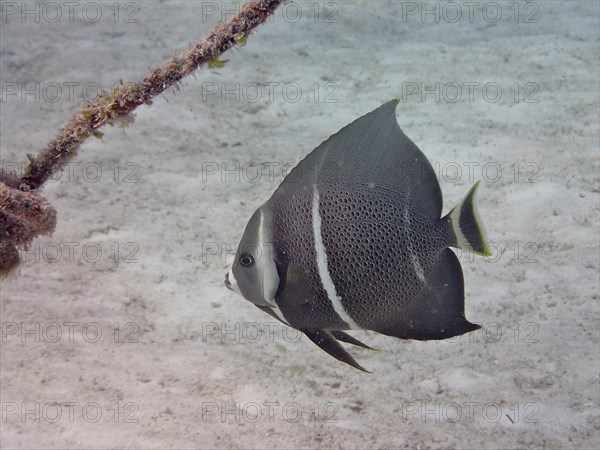 Gray angelfish