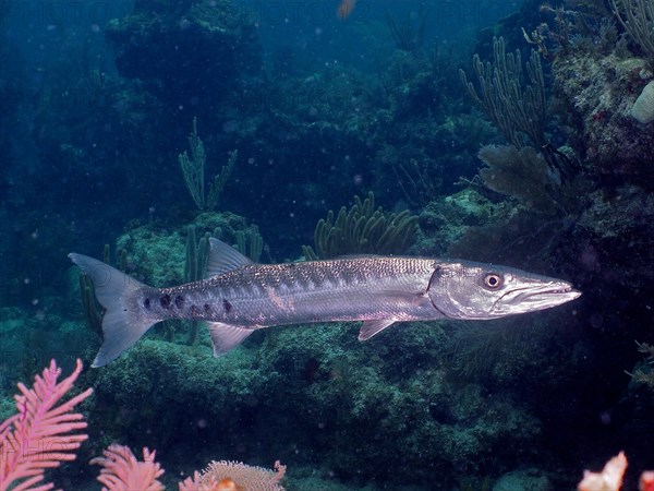 Great barracuda