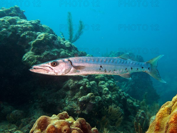 Great barracuda