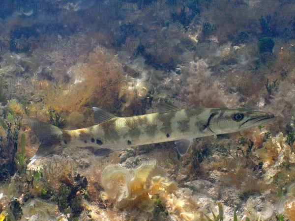 Great Barracuda