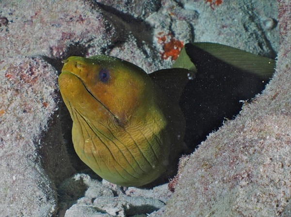 Green moray