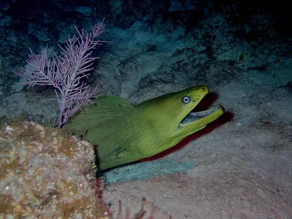 Green moray