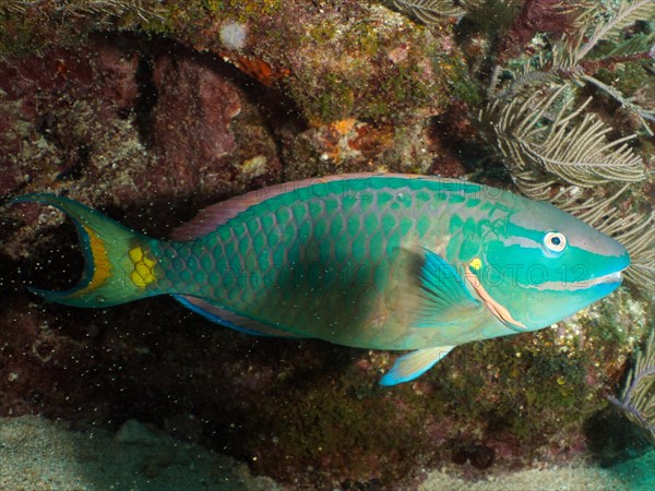 Stoplight parrotfish