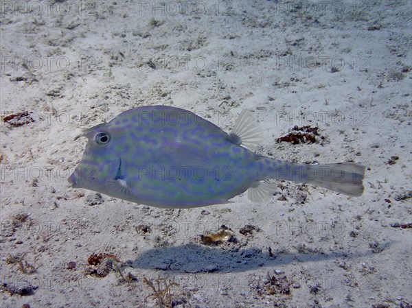 Scrawled cowfish