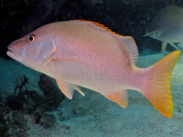 Dogtooth snapper