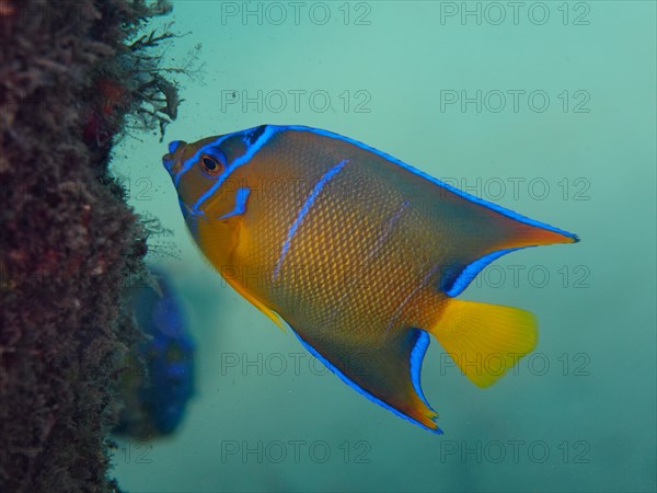 Queen Angelfish