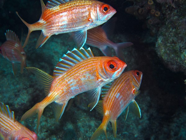 Longspine squirrelfish