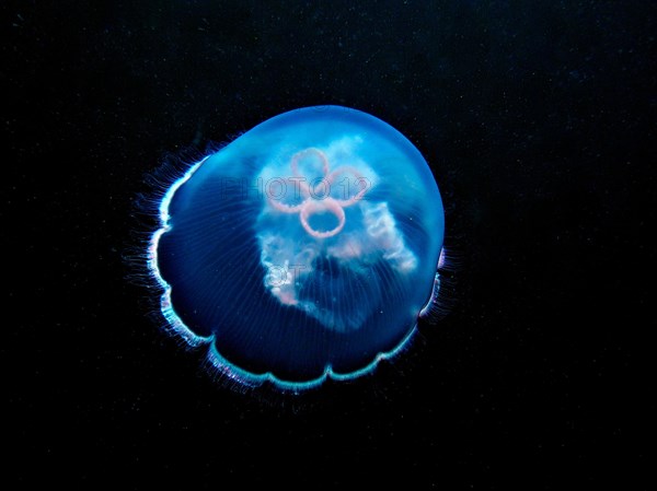 Common jellyfish