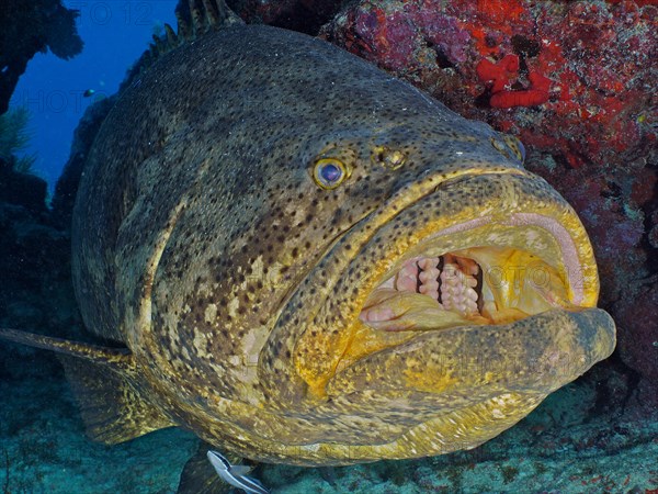 Atlantic goliath grouper