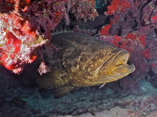 Atlantic goliath grouper