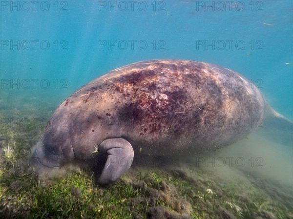 Round-tailed manatee