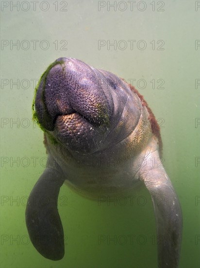 Close-up of juvenile round-tailed manatee