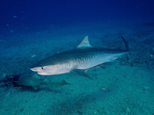 Tiger shark