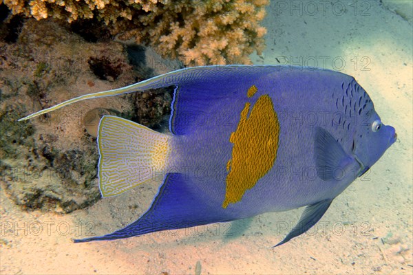 Halfmoon angelfish