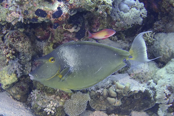 Bluespine unicornfish