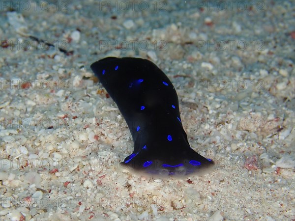 Blue spot head shield