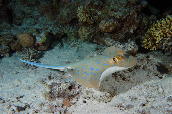 Bluespotted ribbontail ray