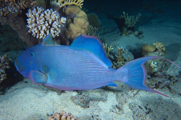 Blue triggerfish