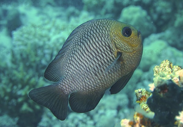 Three-spotted Prussian Wrasse