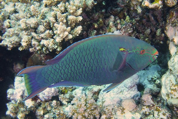 Dark parrotfish
