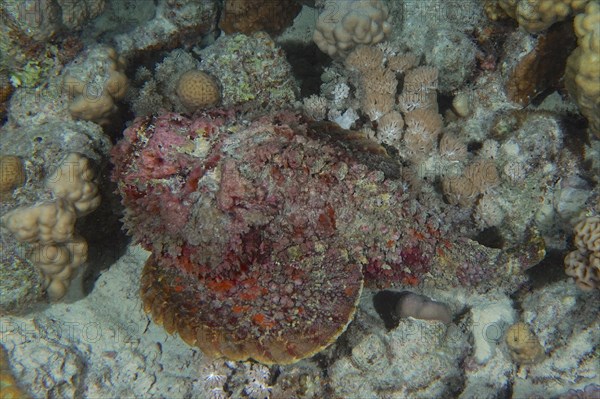 Reef stonefish