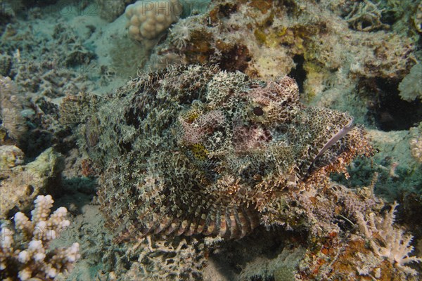 Well camouflaged fringed scorpionfish