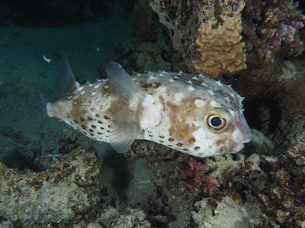 Spotbase burrfish