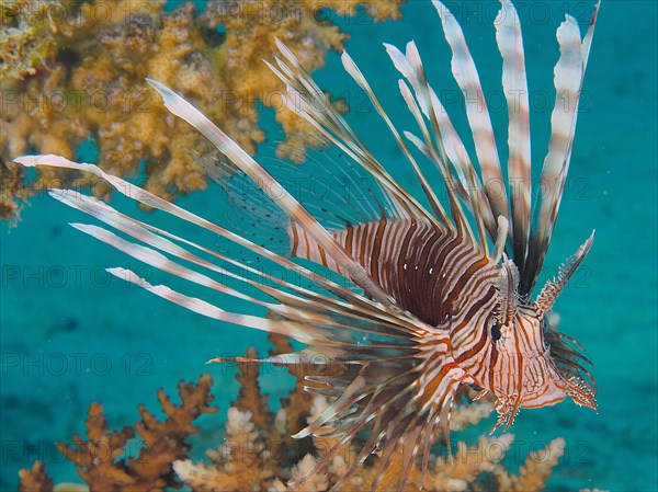 Pacific red lionfish