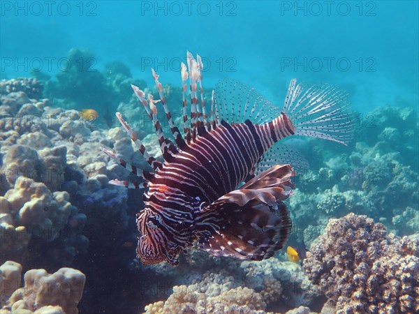 Pacific red lionfish