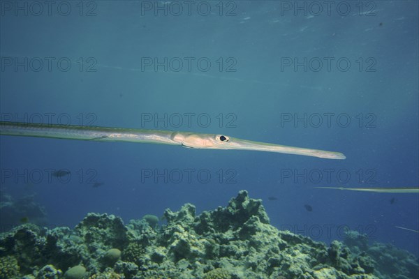 Bluespotted cornetfish