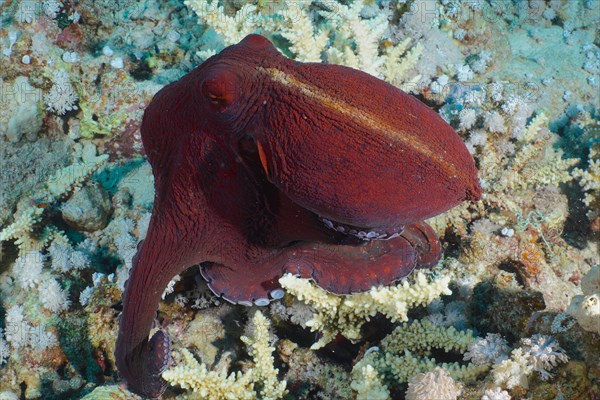 Great Blue Octopus