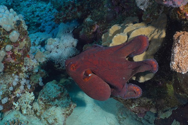 Great Blue Octopus