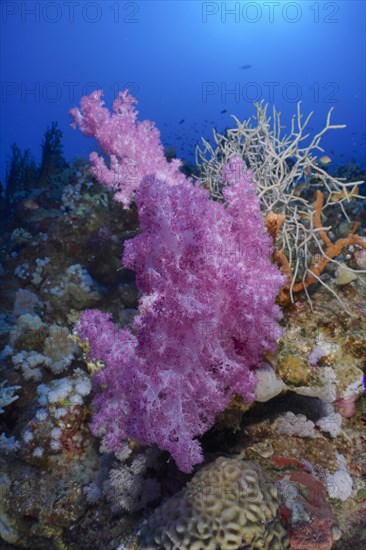 Hemprichs tree coral