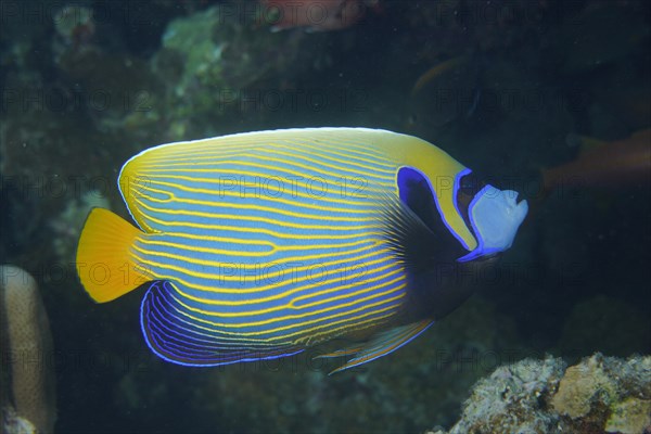 Emperor angelfish