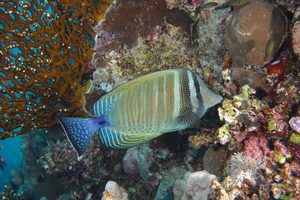 Desjardin's sailfin tang