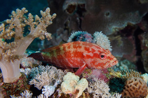 Jewelled grouper