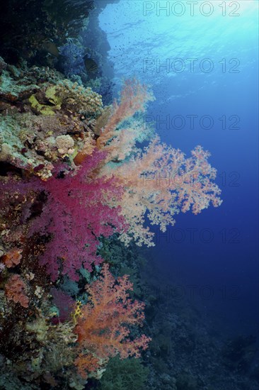 Klunzinger's tree coral