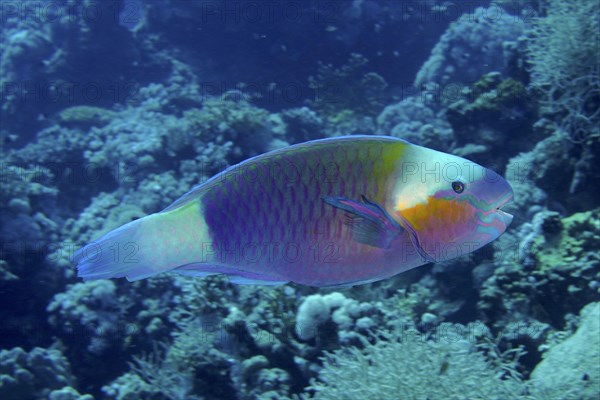 Bullethead parrotfish