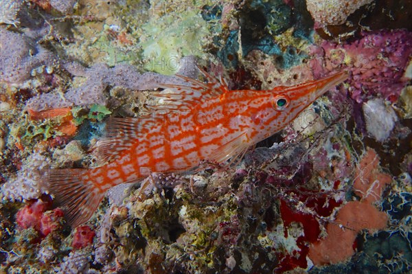 Longnose hawkfish