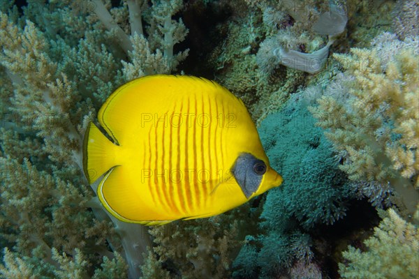 Bluecheek butterflyfish