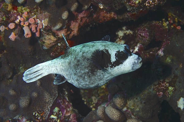 Masked pufferfish