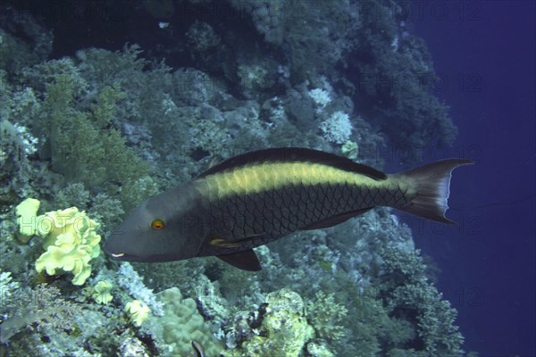 Bicolour parrotfish