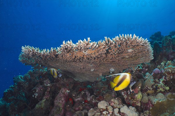 Pharaoh antler coral