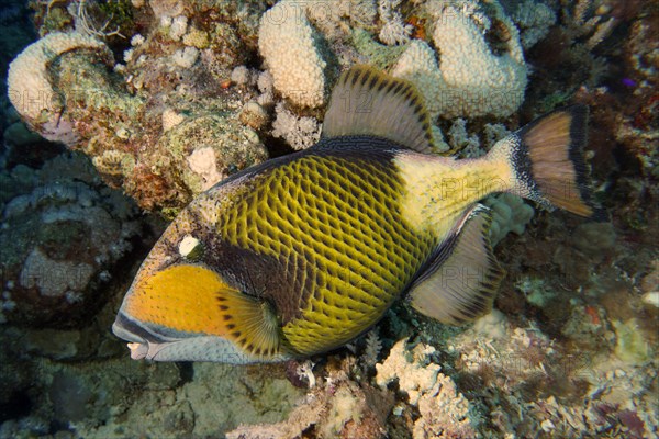 Titan triggerfish